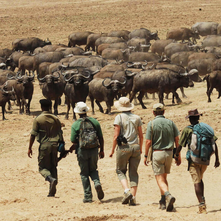 africa safari experts