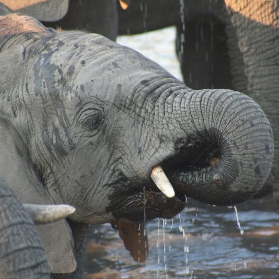 Elephants Kenya Safari Tours
