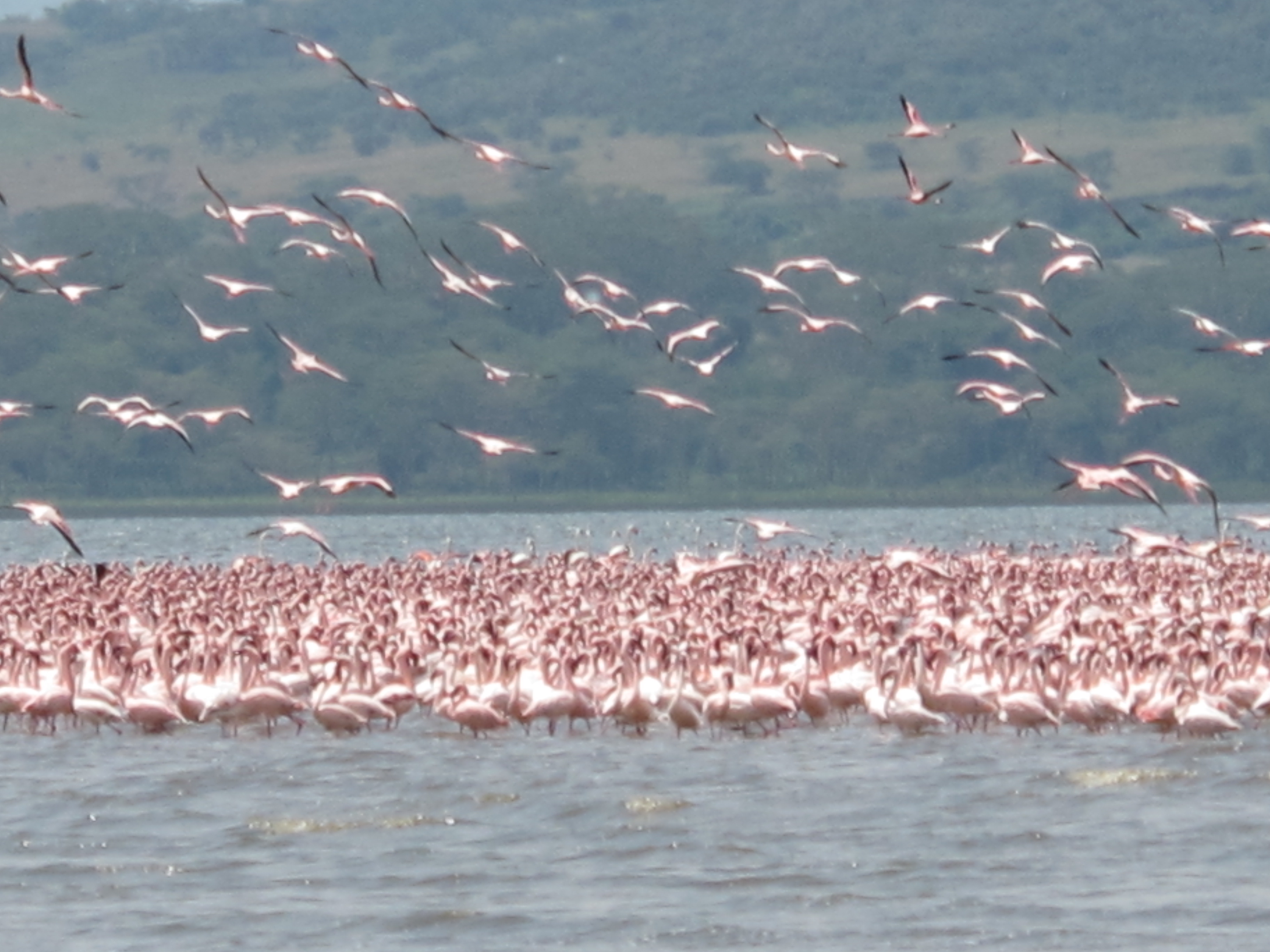 Kenya Safari Tours Lake Nakuru