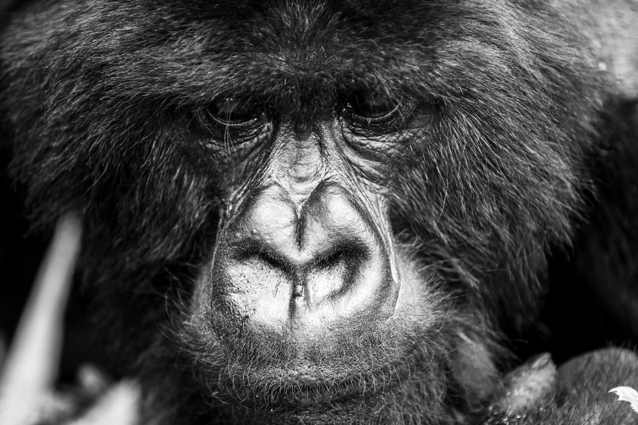 Silverback Mountain Rwanda Gorilla