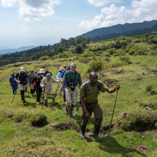 Trekking for Rwanda Gorillas