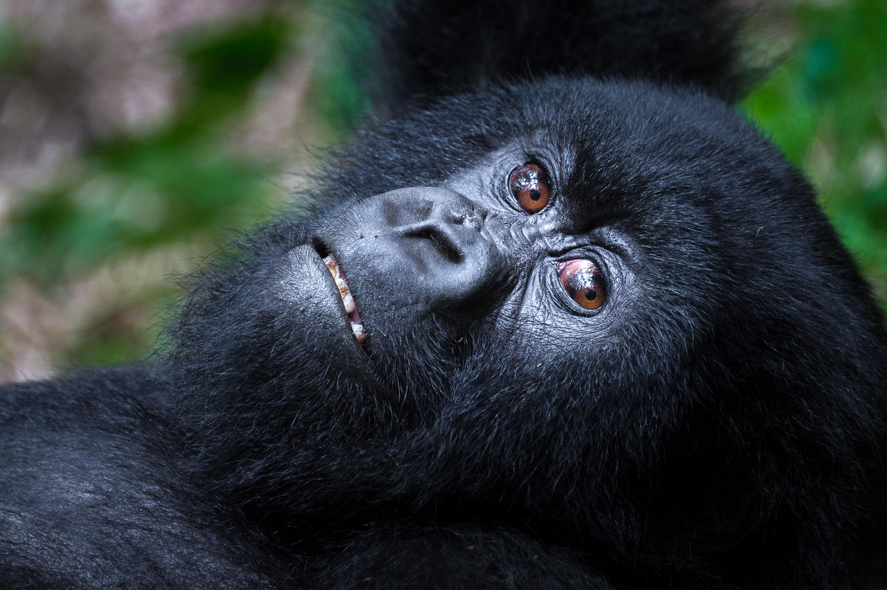 Stunning Silverback Mountain Rwanda Gorillas