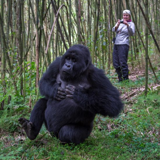 Photograph encounters Silverback Rwanda Gorillas