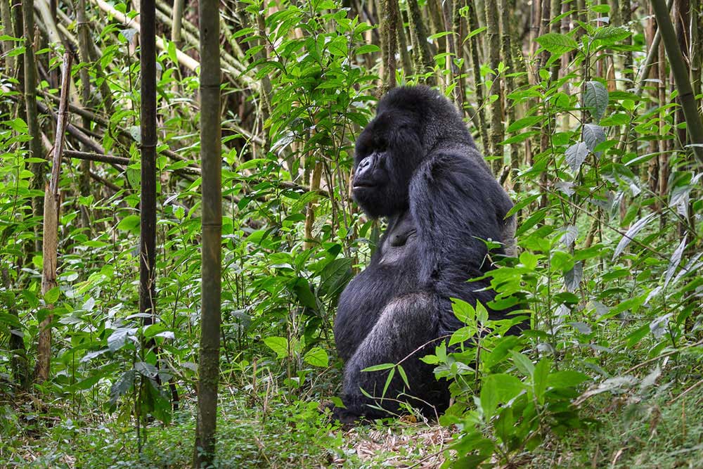 Rwanda Gorillas or Uganda Gorillas 5