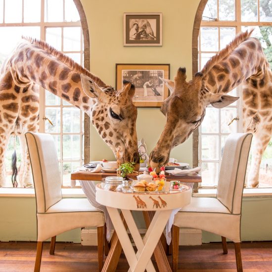 Giraffe Manor resident Rothschild giraffes