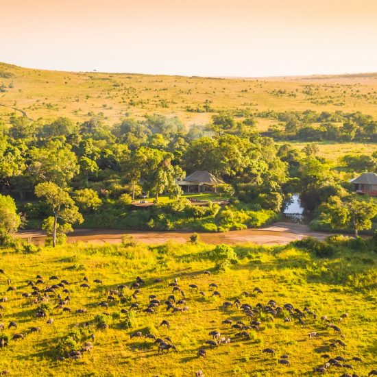 Birdseye view of the great migration Sala's Masai Mara