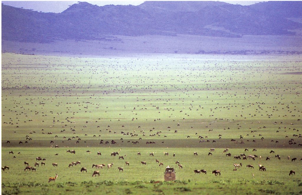 Serengeti Wildebeest Migration Tanzania