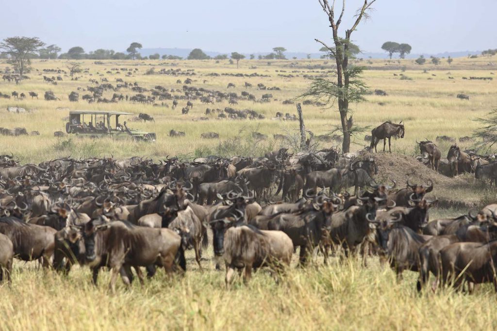 Serengeti Wildebeest Migration Tanzania